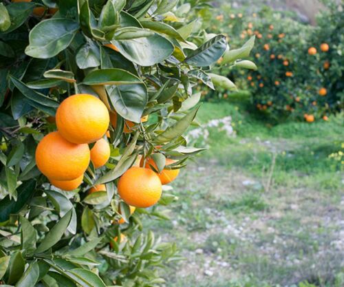 Orangenhain - Neroli aus Btterorangen